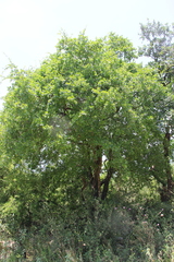 Diospyros texana
