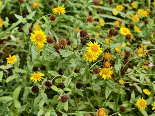 Common Fleabane