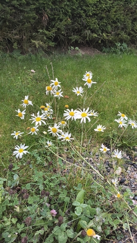 oxeye daisy