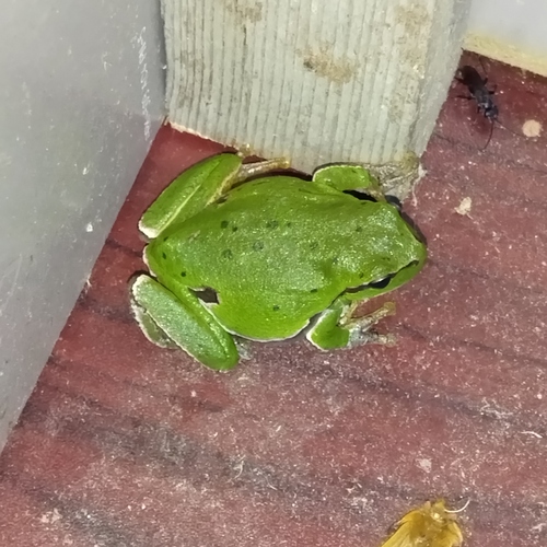 Eastern Tree Frog