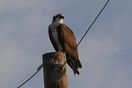 Osprey
