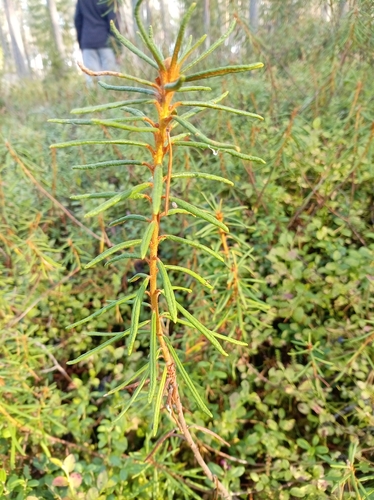 marsh Labrador tea