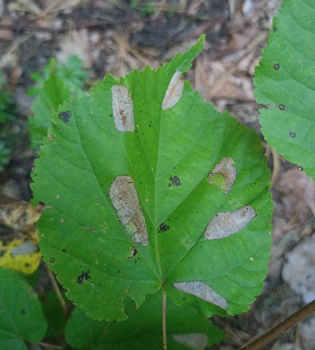 Lime Leafminer