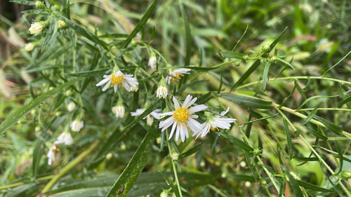 panicled aster