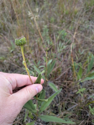 Stiff Sunflower