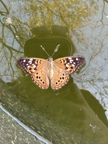 Hackberry Emperor
