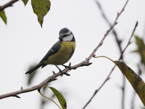 Eurasian Blue Tit