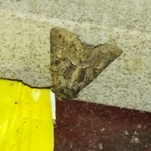 Straw Underwing