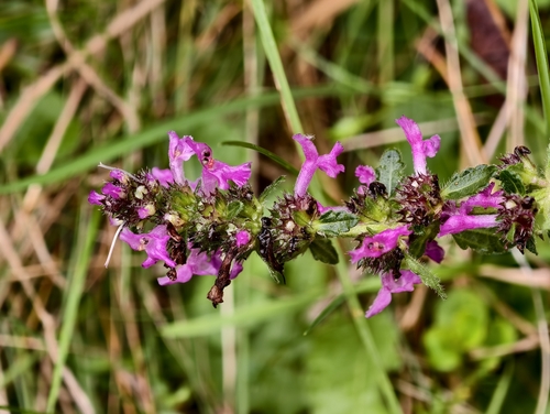 common hedge-nettle