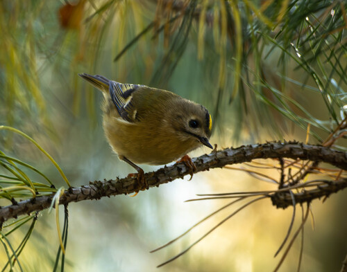 Goldcrest