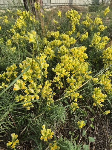 common toadflax