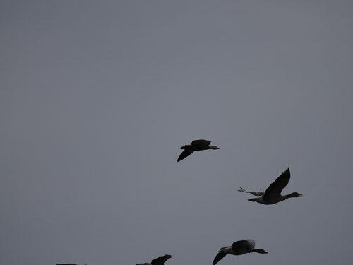 Ruddy Shelduck