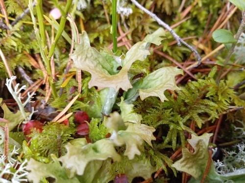Iceland Lichen