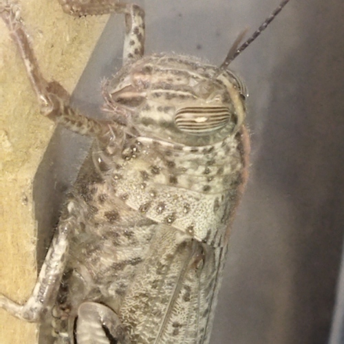 Egyptian Bird Grasshopper