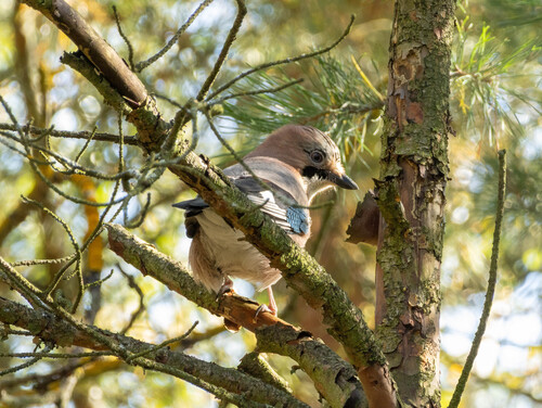 Eurasian Jay