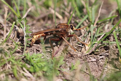 Hornet Robber Fly