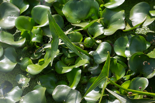 Наблюдение на iNaturalist