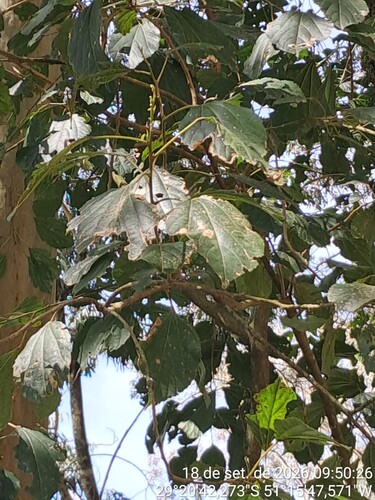 Alchornea triplinervia observed 2026-09-18