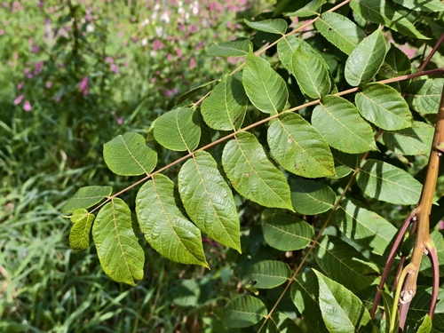 eastern black walnut