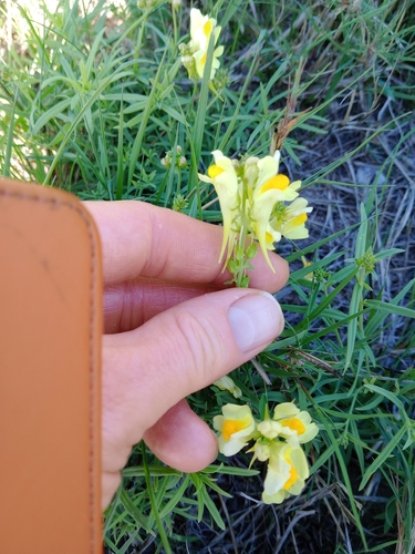 common toadflax