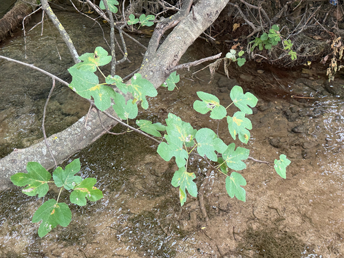 common fig