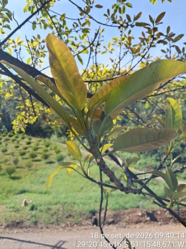 Ficus luschnathiana