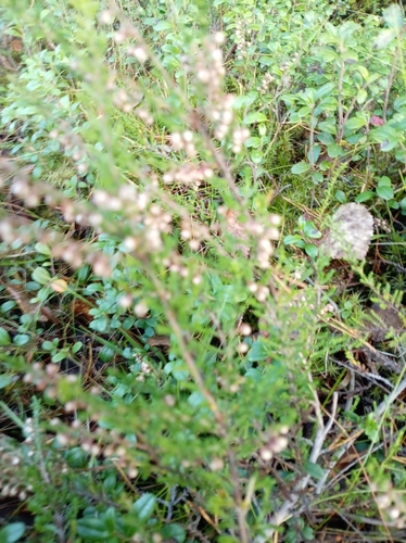 common heather