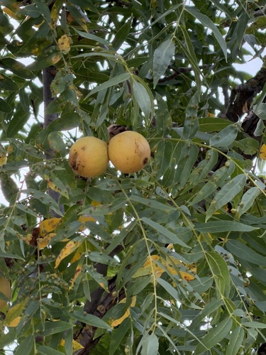 Juglans hindsii, photograph 4