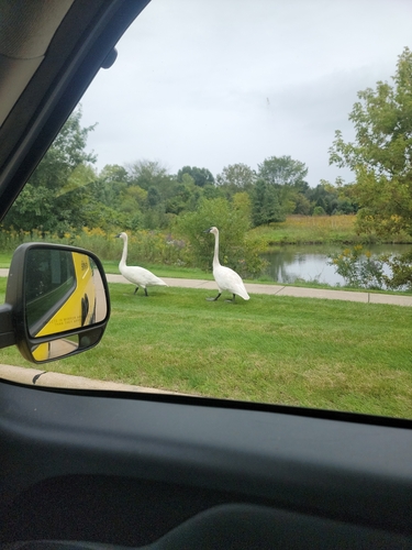 Trumpeter Swan