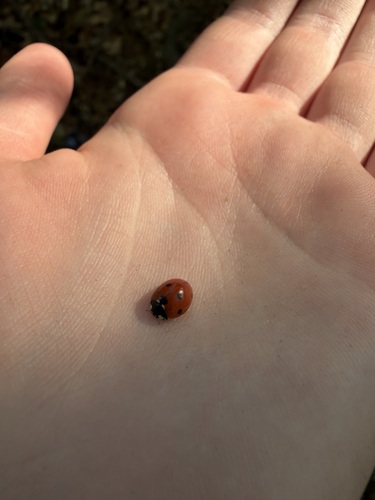 Seven-spotted Lady Beetle