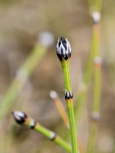 variegated horsetail