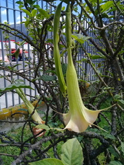 Brugmansia