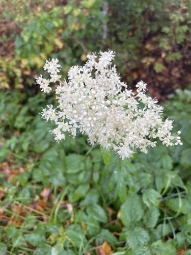 Meadowsweet