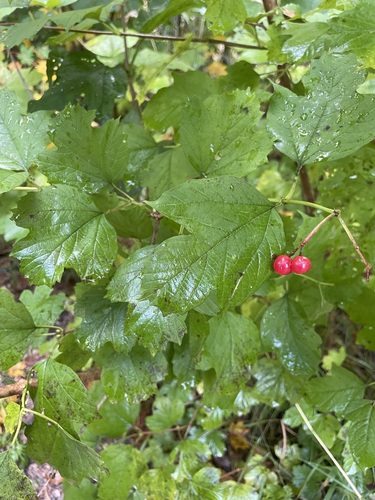 guelder-rose