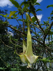 Brugmansia