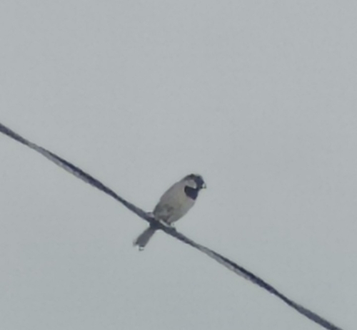 House Sparrow