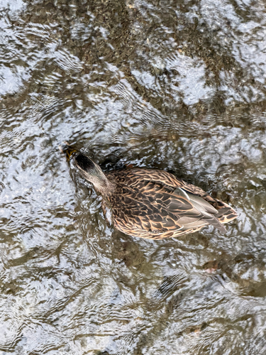 Mallard