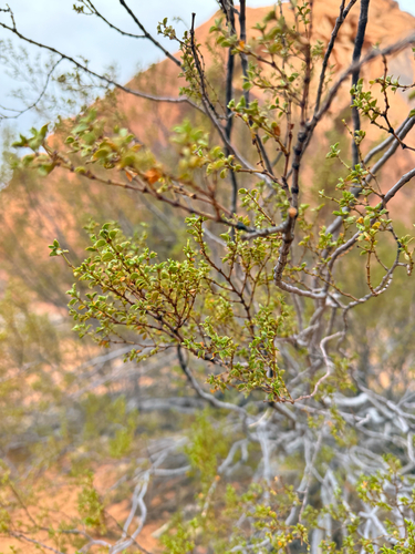 Creosote Bush