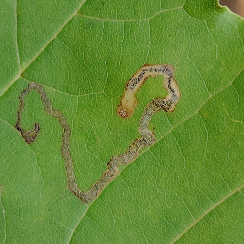 Scarce Maple Pigmy