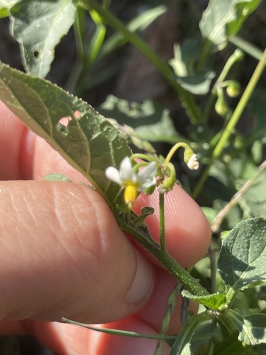 black nightshade
