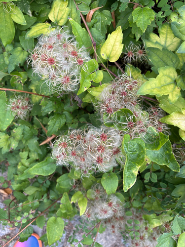 Old man's beard