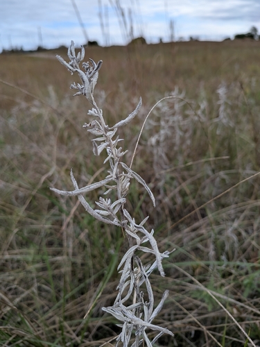 Silver Wormwood