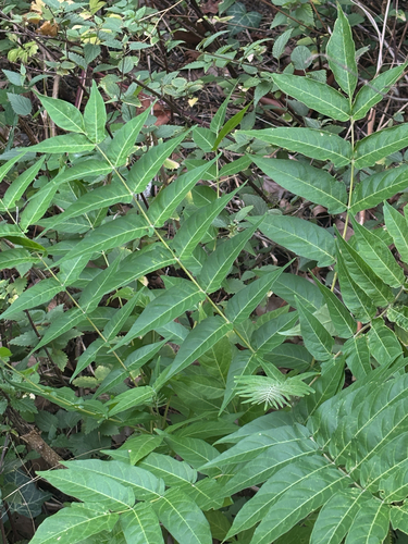 tree-of-heaven
