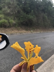 Delonix regia flavida