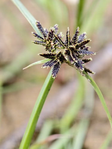 Brown Flatsedge