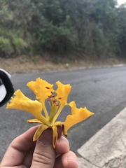 Delonix regia flavida
