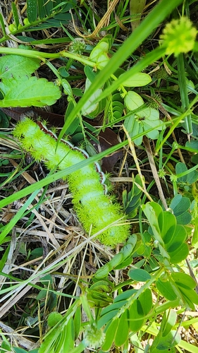 Io Moth