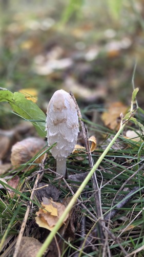 Shaggy Mane