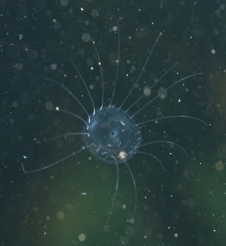 Solmaris corona