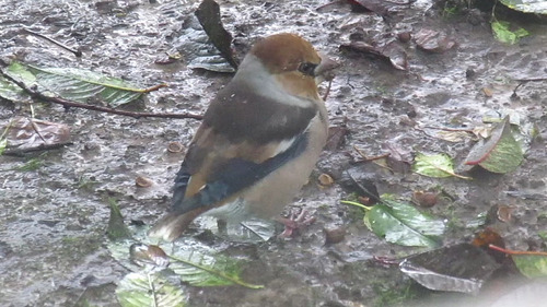 Hawfinch